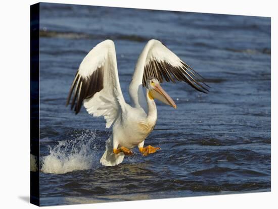 Pelican GIO-Galloimages Online-Premier Image Canvas