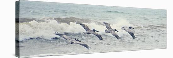 Pelican Panel II-Bruce Nawrocke-Stretched Canvas