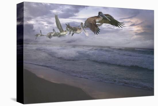 Pelican Plight-Steve Hunziker-Stretched Canvas