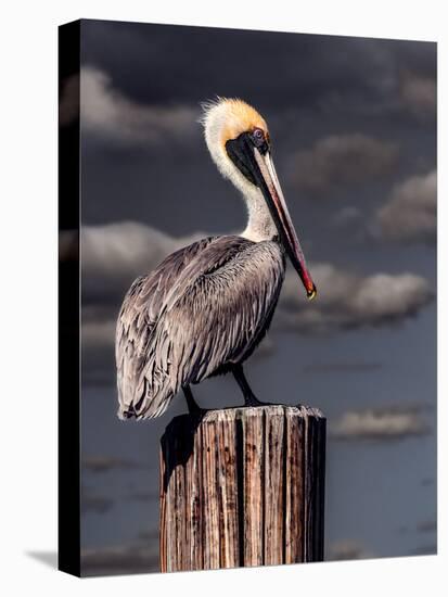 Pelican-Steven Maxx-Premier Image Canvas