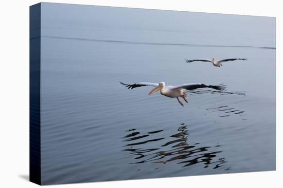 Pelicans Flying Above the Ocean Near Walvis Bay, Namibia-Alex Saberi-Premier Image Canvas