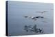 Pelicans Flying Above the Ocean Near Walvis Bay, Namibia-Alex Saberi-Premier Image Canvas