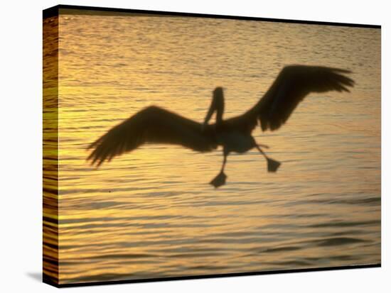 Pelicans in the Sunset at Key Biscayne, Florida-George Silk-Premier Image Canvas