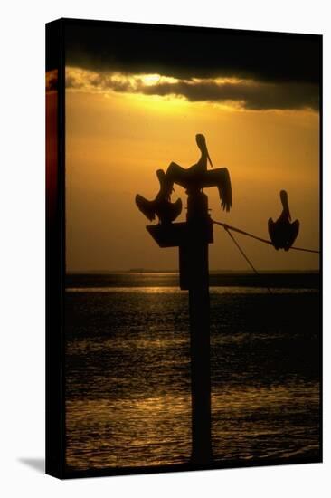 Pelicans in the Sunset at Key Biscayne, Florida-George Silk-Premier Image Canvas