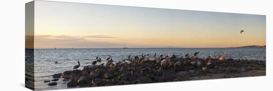 Pelicans on rocks in La Paz, Baja California Sur, Mexico-null-Premier Image Canvas