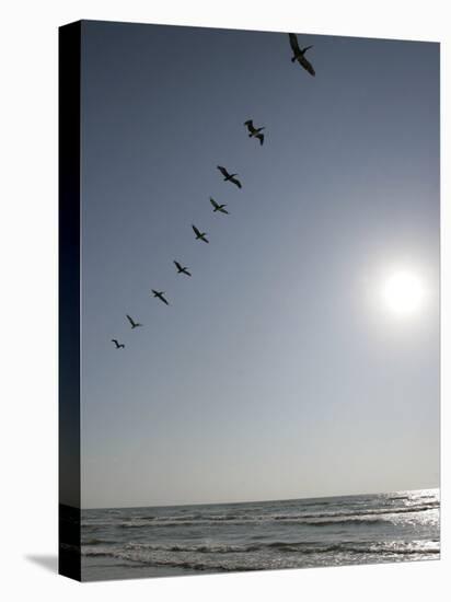 Pelicans Pass over Boca Chica, Texas-Eric Gay-Premier Image Canvas