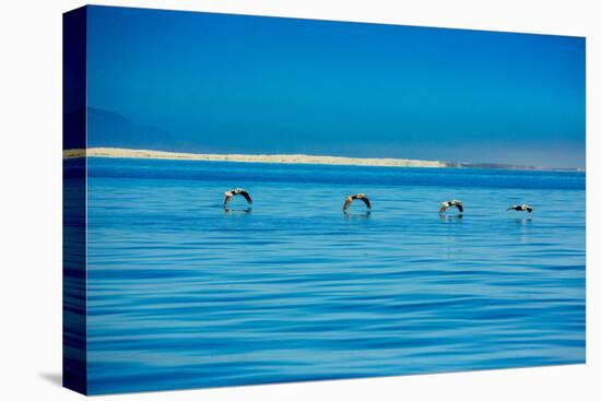 Pelicans, Whale Watching, Magdalena Bay, Mexico, North America-Laura Grier-Premier Image Canvas