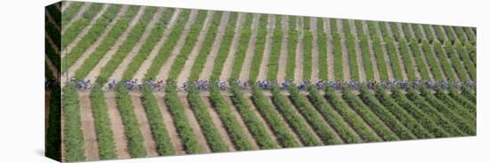 Peloton Rides Through Vineyards in Third Stage of Tour de France, July 6, 2009-null-Premier Image Canvas