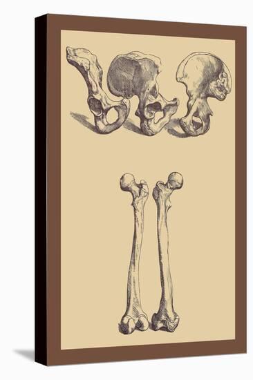 Pelvic Bones-Andreas Vesalius-Stretched Canvas