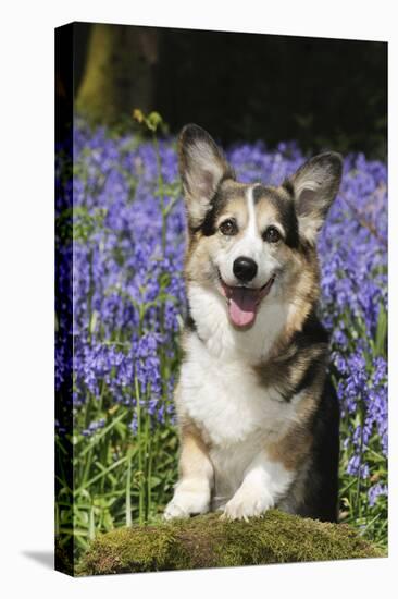 Pembroke Welsh Corgi Standing in Bluebells-null-Premier Image Canvas