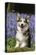 Pembroke Welsh Corgi Standing in Bluebells-null-Premier Image Canvas