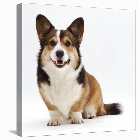 Pembrokeshire Welsh Corgi Undocked Dog, 9 Months Old, Sitting-Jane Burton-Premier Image Canvas