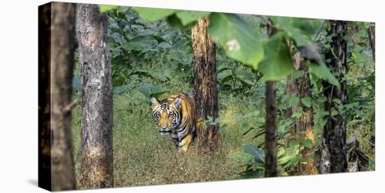 Pench National Park-Art Wolfe-Premier Image Canvas