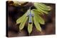 Pendant with cross on a young green chestnut leaf at springtime-null-Premier Image Canvas