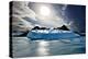 Penguin Island-Howard Ruby-Premier Image Canvas