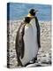 penguin, King, pair-George Theodore-Premier Image Canvas