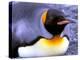 Penguin, Sub-Antarctic, South Georgia Island-Gavriel Jecan-Premier Image Canvas