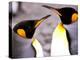 Penguin, Sub-Antarctic, South Georgia Island-Gavriel Jecan-Premier Image Canvas