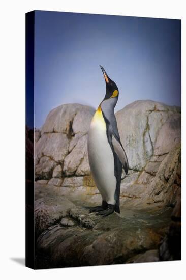 Penguin with Beak towards the Sky and Wings Back on Rocks.-Kimberly Hall-Premier Image Canvas
