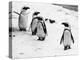 Penguins at London Zoo 1970-Arthur Sidey-Premier Image Canvas