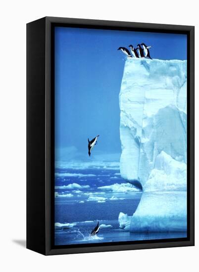 Penguins Diving Off an Iceberg-Steve Bloom-Stretched Canvas