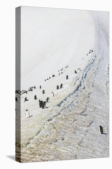 Penguins, Hope Bay, Antarctica, Polar Regions-Michael Runkel-Premier Image Canvas