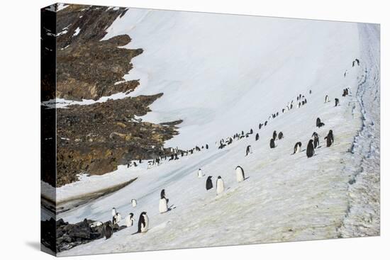 Penguins, Hope Bay, Antarctica, Polar Regions-Michael Runkel-Premier Image Canvas