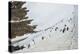 Penguins, Hope Bay, Antarctica, Polar Regions-Michael Runkel-Premier Image Canvas