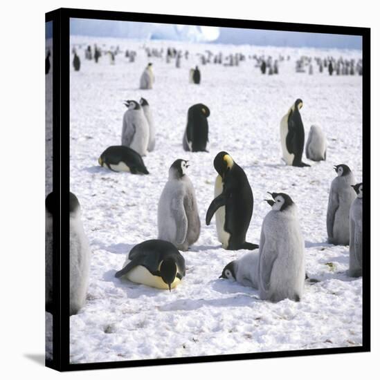 Penguins in the Snow-null-Premier Image Canvas