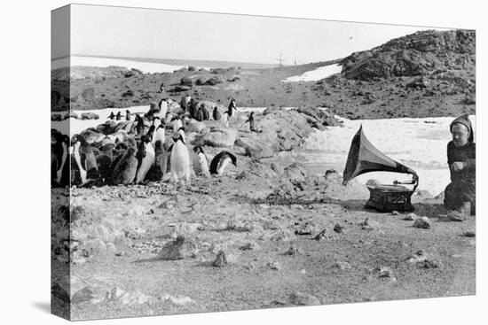 Penguins Listening to the Gramophone During Shackleton's 1907-09 Antarctic Expedition, from 'The…-English Photographer-Premier Image Canvas