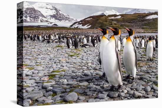 Penguins of Salisbury Plain-Karen Lunney-Premier Image Canvas
