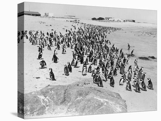 Penguins on the Beach at Dassen Island off the Coast of South Africa, 1935-null-Premier Image Canvas