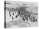 Penguins on the Beach at Dassen Island off the Coast of South Africa, 1935-null-Premier Image Canvas