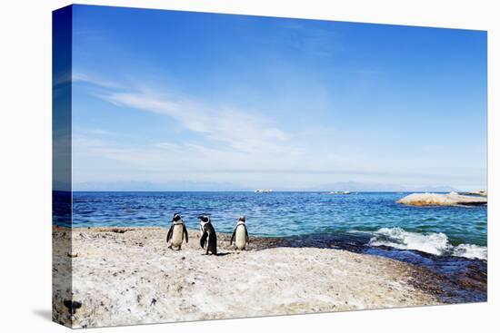 Penguins (Spheniscus demersus), Boulders Beach, Cape Town, Western Cape, South Africa, Africa-Christian Kober-Premier Image Canvas