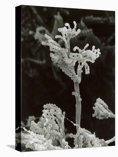 Penicillin Fungus Growing on Cheddar Cheese-Science Photo Library-Premier Image Canvas