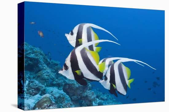 Pennant Bannerfish (Heniochus Diphreutes)-Reinhard Dirscherl-Premier Image Canvas