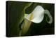 Pennsylvania. Calla Lily Close-Up-Jaynes Gallery-Premier Image Canvas