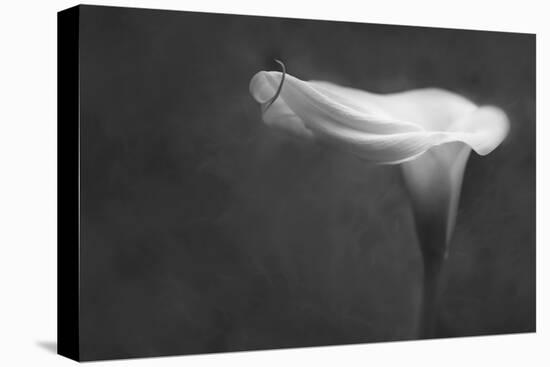 Pennsylvania. Calla Lily in Black and White-Jaynes Gallery-Premier Image Canvas