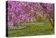 Pennsylvania, Wayne, Chanticleer Garden. Cherry Blossom Tree in Garden-Jaynes Gallery-Premier Image Canvas