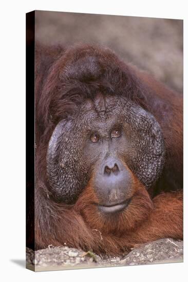 Pensive Orangutan-DLILLC-Premier Image Canvas