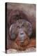 Pensive Orangutan-DLILLC-Premier Image Canvas