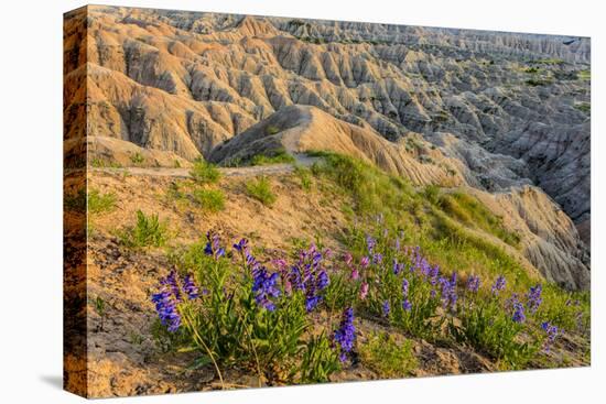 Penstemon Wildflowers in Badlands National Park, South Dakota, Usa-Chuck Haney-Premier Image Canvas
