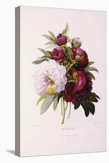 Peonies, Engraved by Prevost-Pierre-Joseph Redouté-Premier Image Canvas