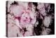 Peonies Galore I-Elizabeth Urquhart-Stretched Canvas