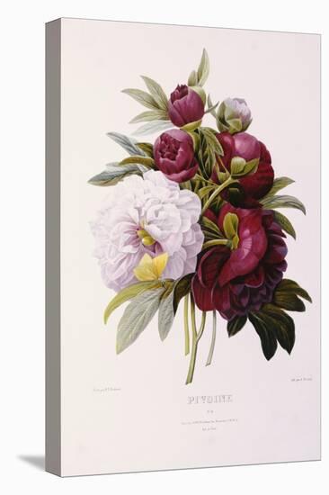 Peonies-Pierre-Joseph Redouté-Premier Image Canvas