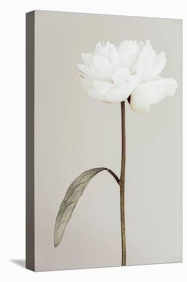 Peony 07-Pictufy Studio III-Premier Image Canvas