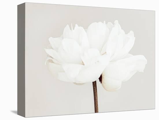 Peony 11-Pictufy Studio III-Premier Image Canvas