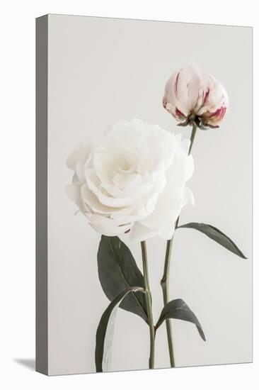 Peony 12-Pictufy Studio III-Premier Image Canvas