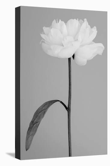 Peony 14-Pictufy Studio III-Premier Image Canvas