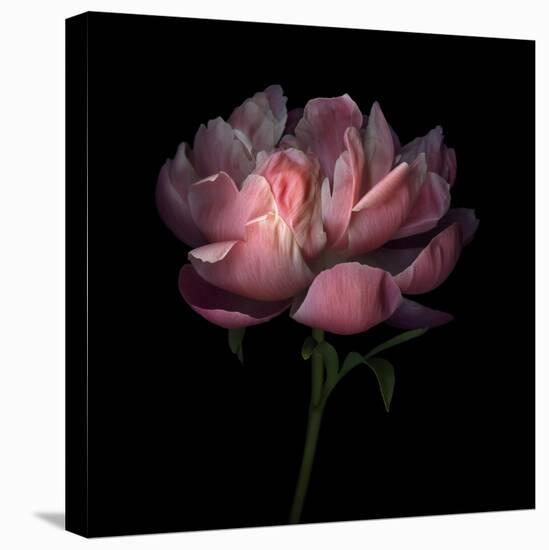 Peony 1-Magda Indigo-Stretched Canvas